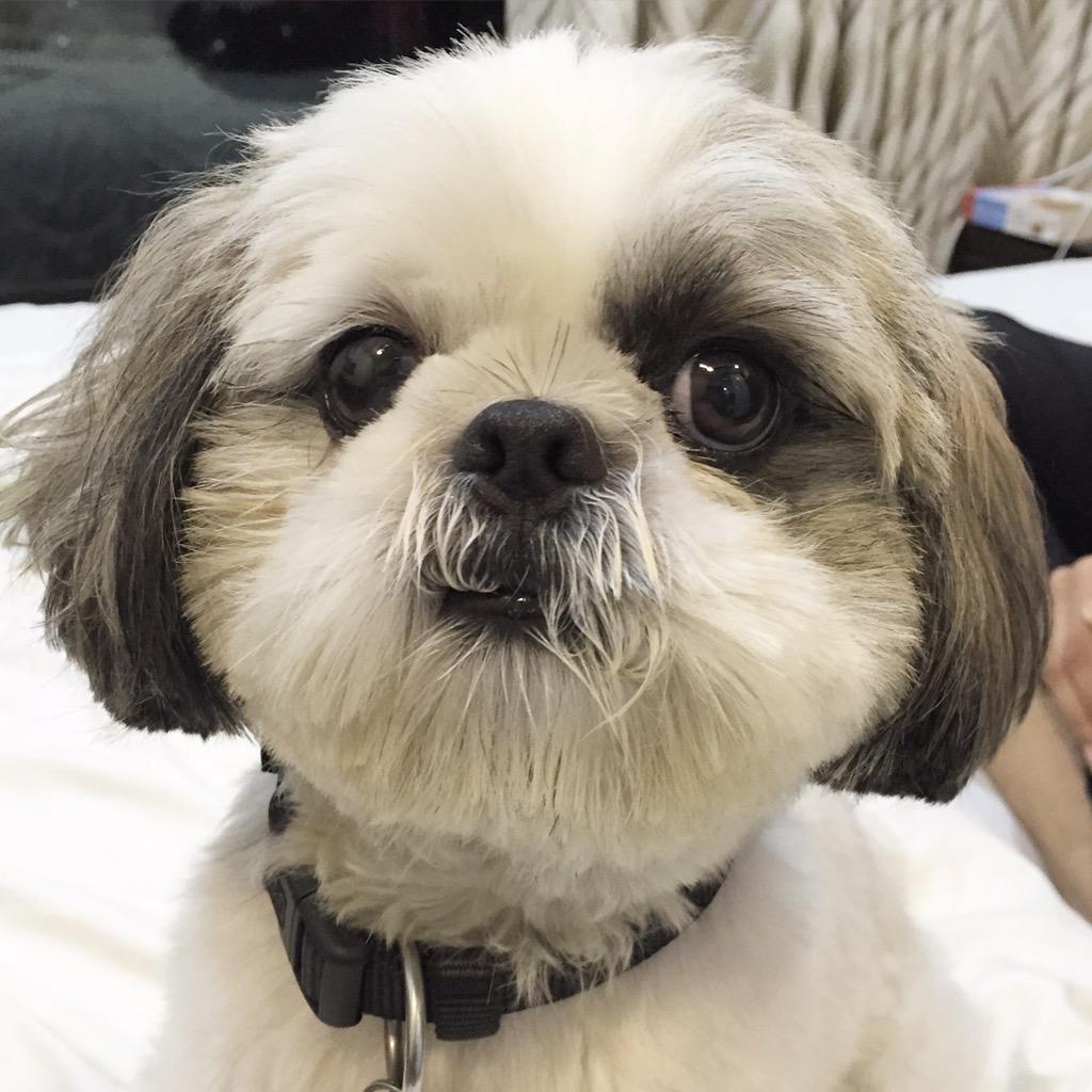shihtzunutty's tweet image. Are u having a good week? What are your big plans for the #weekend? Mine are to sleep, eat, play &amp;amp; sleep. #dogsofjoy