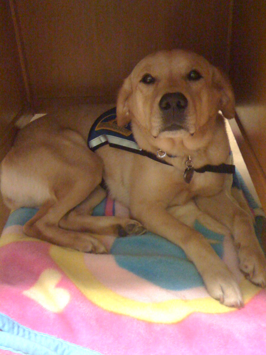 pamkramer's tweet image. Bringing Peanut to school for another dog safety lesson. Another day of loving kids! #112pride #edchat #dogsofjoy