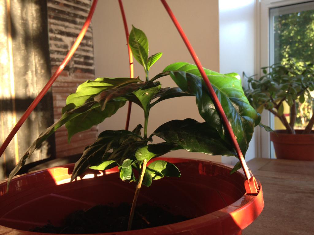 Best customers at our coffeehouse in#berwick! Someone brought us in a #coffeeplant last week.