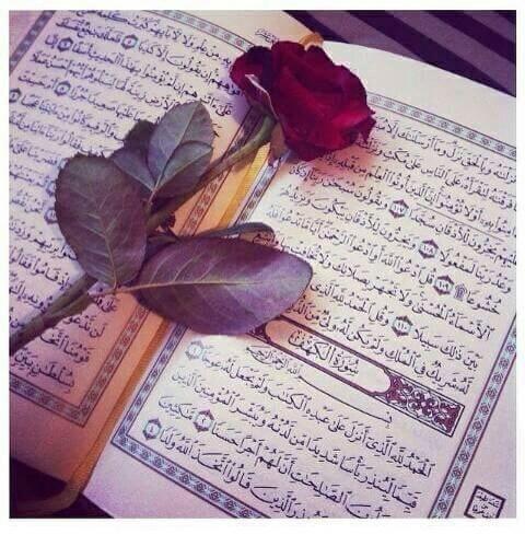 DhyaakQAlbayati's tweet photo. كل الكهوف مظلمه إلى سورة الكهف في قرآننا أقرأها فهي نور مابين الجمعتين . http://t.co/QPK7MM1iqK