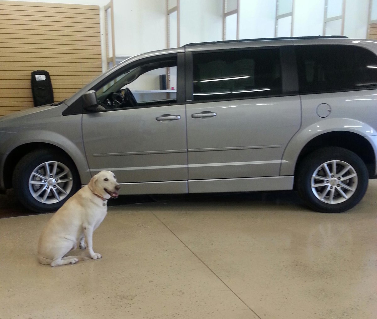 Rio joined us at Freedom <a href="/fmivans/">Freedom Mobility Inc</a> today!  Such a sweet boy!  For every new follow, Rio gets a belly scratch!