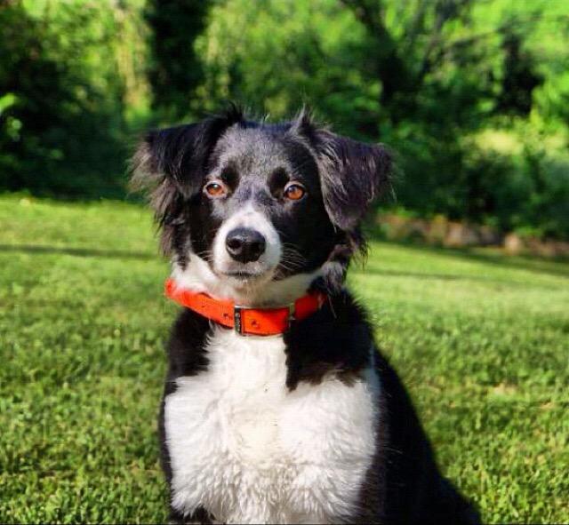 TravisWestTown's tweet photo. Best pup ever! @flonase #FallOfFame #contest http://t.co/pFM1blFXMf