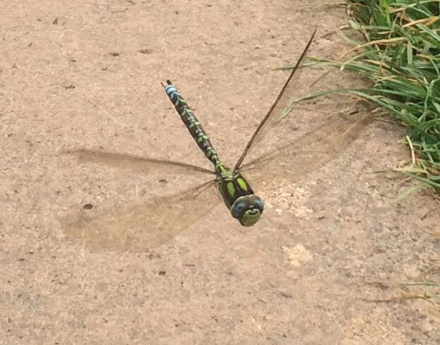 LakeObsessed's tweet photo. This little fella following me around on my wanders in Knightshayes Gardens #nationaltrust #knightshayes #nature http://t.co/EGN6vGCb2d