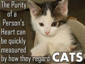 Maree71439592's tweet photo. Thank You  for the love/care &amp; saving the life's of these beautiful souls. @NashCatRescue 
@rikkisrefuge @TheGBHS http://t.co/hYT13dj4Wv