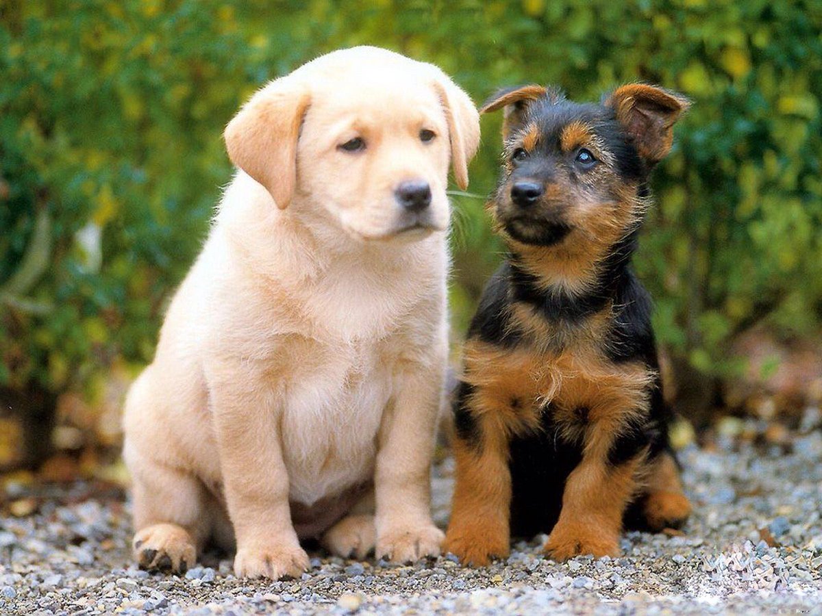 TypicalDogs's tweet image. Best friends🐶🐶