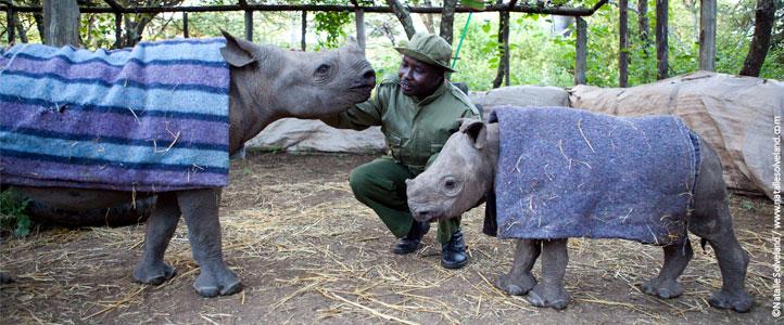 LewaConservancy's tweet photo. "#mylittlething is that I care for orphaned baby rhinos as I would my own children." Ranger Kamara
@WangariMaathai http://t.co/TO0CJSWSvs