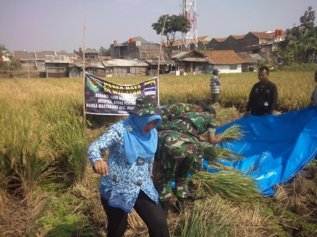 Efen17's tweet photo. Panen raya pok tani margasari bersama koramil 1809/BB, Dinas pertanian kota bdg dan lurah sekejati  dgn 16 ton/ha. http://t.co/DhdX8dAvzB