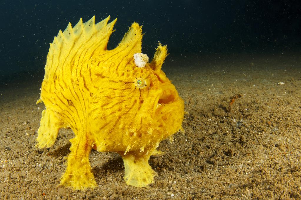 PADI's tweet photo. What Frogfish body part can be regenerated? Read 5 frogfish facts: http://t.co/KQj3HmGboo http://t.co/tEh5oNDaYI
