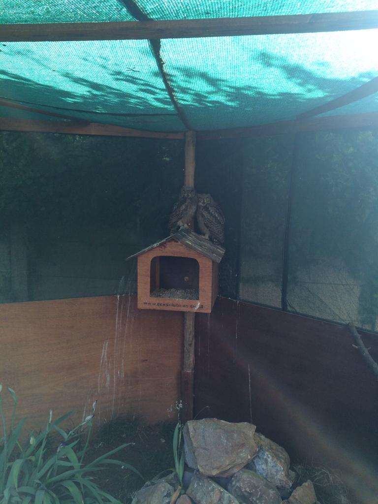 KingEdVIISchool's tweet photo. #RedOwls New hatchlings @KingEdVIISchool our 3rd batch!! Well done @Croz0 & team #rednature #redfamily http://t.co/N2wi04TB8O