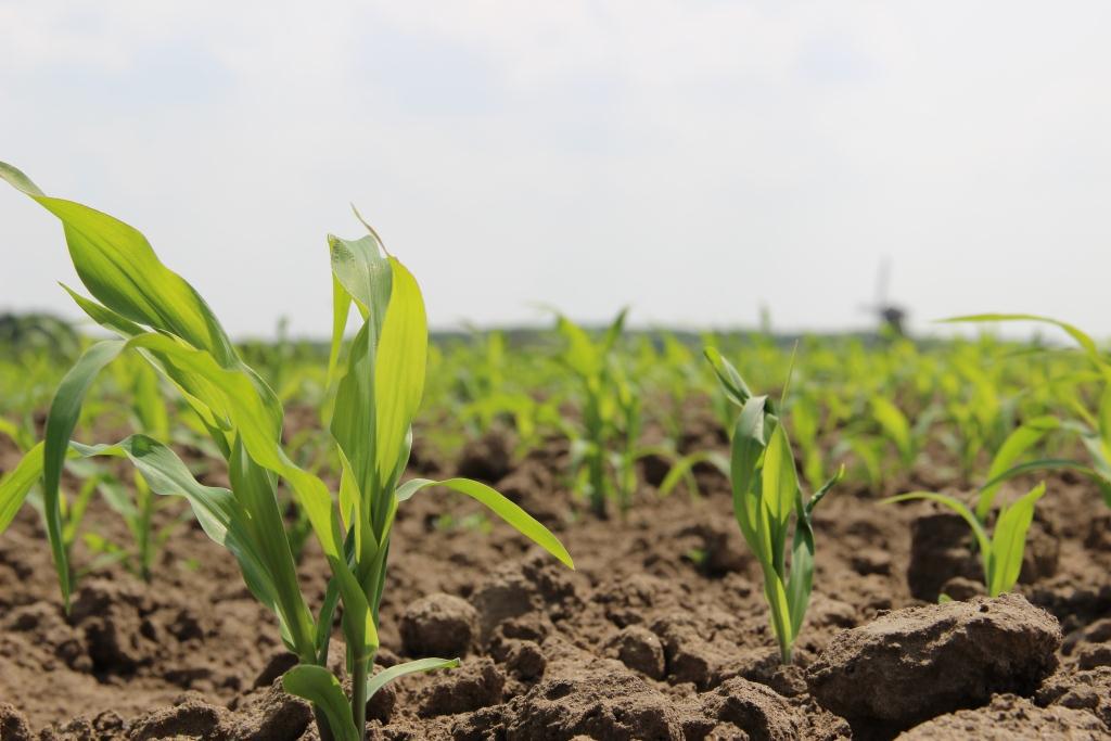 De Maïs demodagen komen er weer aan. Neem een kijkje en laat u gratis adviseren! boerenbondagro.nl/nieuws/97-bezo…