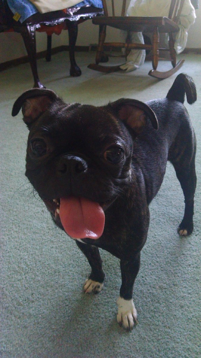 AngeltheBugg's tweet photo. #toungeoutthursday #bugg #puglife #AngeltheBugg http://t.co/HWV4L5m2XD