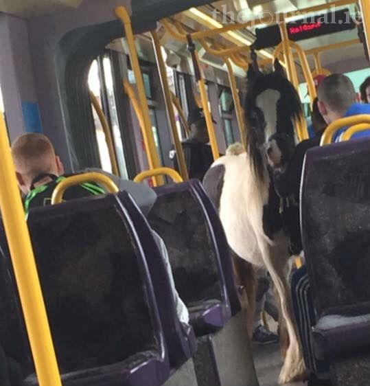 thejournal_ie's tweet photo. Someone brought a horse on the Luas today 🐎 http://t.co/mrjjPV89BE (pic: Una Mc Crystal) http://t.co/qqrrjE5Pe4