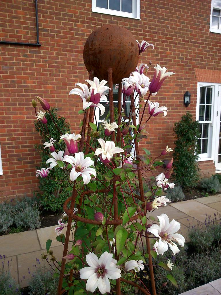 Moutan Twitterissä: "Love clematis 'Princess Kate' gorgeous on one of our rusted iron obelisks clients garden. http://t.co/rf1g2ygco9" / Twitter