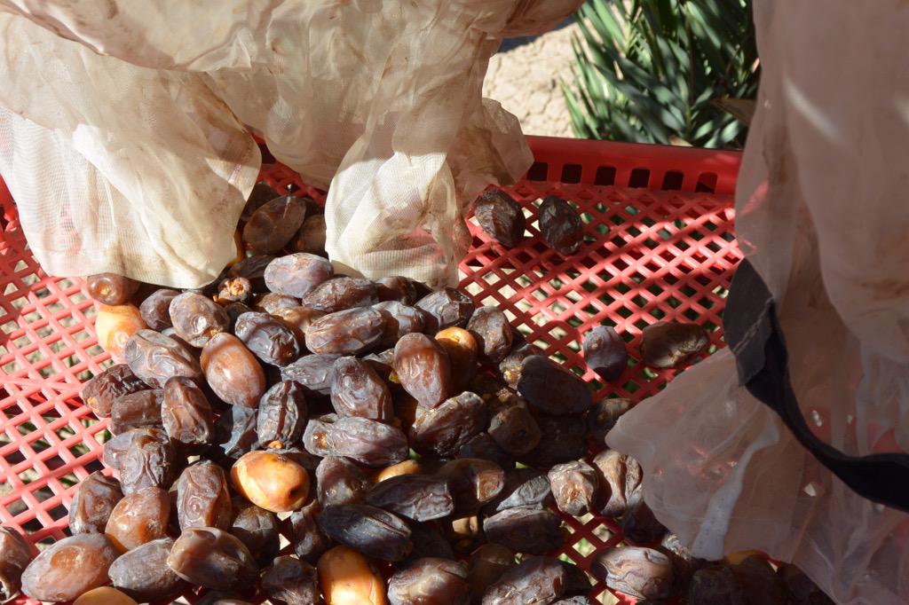 langernutrition's tweet photo. I opened the bag and the soft, fresh dates fell out: a photo from the top of the palm during harvest #medjoolsummit http://t.co/xSS6y4lk6n