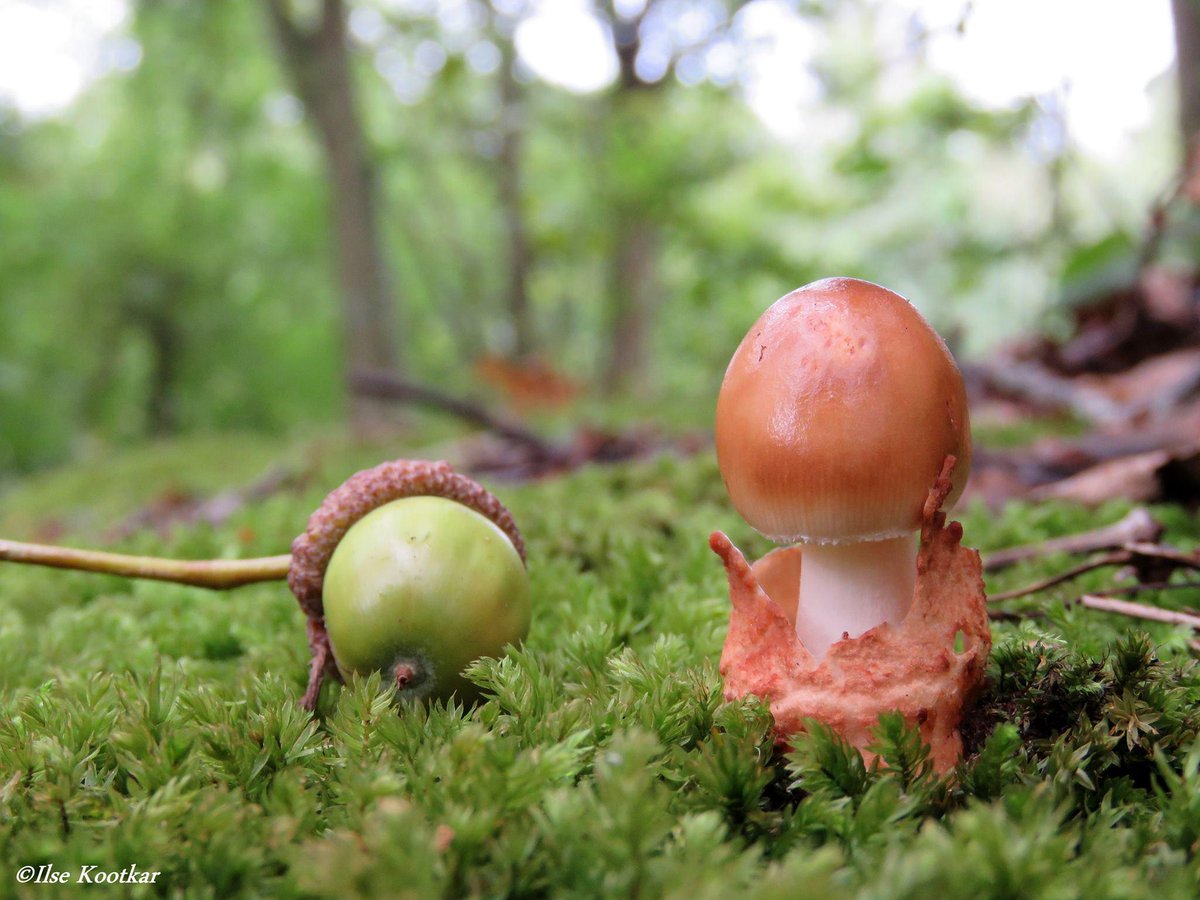 IKootkar's tweet photo. Herfststukje..........
#herfst #paddenstoelen http://t.co/QuuJQIlfp2