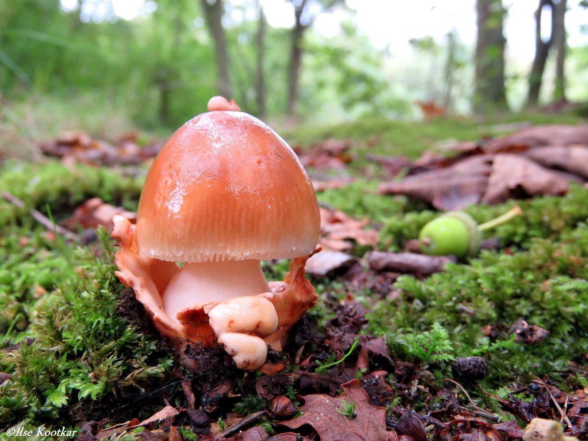 IKootkar's tweet photo. Herfststukje..........
#herfst #paddenstoelen http://t.co/QuuJQIlfp2