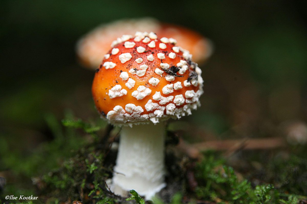 IKootkar's tweet photo. Herfststukje..........
#herfst #paddenstoelen http://t.co/QuuJQIlfp2