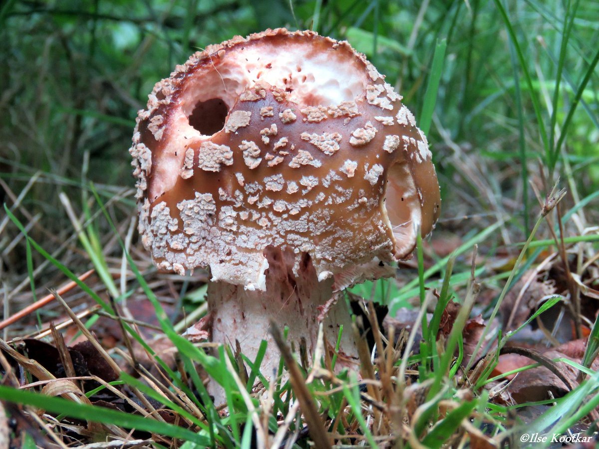 IKootkar's tweet photo. Herfststukje..........
#herfst #paddenstoelen http://t.co/QuuJQIlfp2