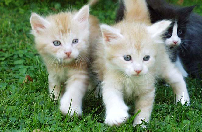MaineCoonGuide's tweet photo. How to tell if your Kitten is a Maine Coon?
http://t.co/0IXHmtAziB #MaineCoon http://t.co/AtfpJMrMyx