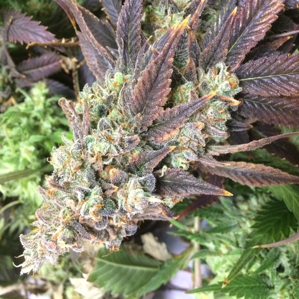 Volkof_'s tweet photo. My first tweet!  Getting ready to run this beautiful super lemon haze into some fire wax! http://t.co/4oHRrGhRtr