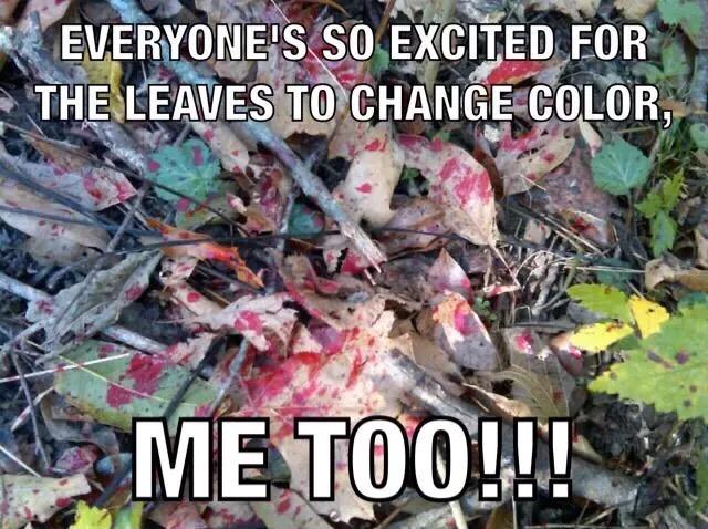 thwackem's tweet photo. We love Fall! http://t.co/FLN5u9Wiat