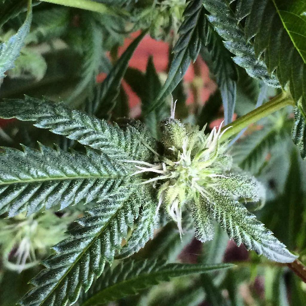 starting to flower, nasty ass #lowbuds #pre98bubba 😍👽🌳 #420seeds #Cannabis #bubbakush #OG … ift.tt/1iS1H0i