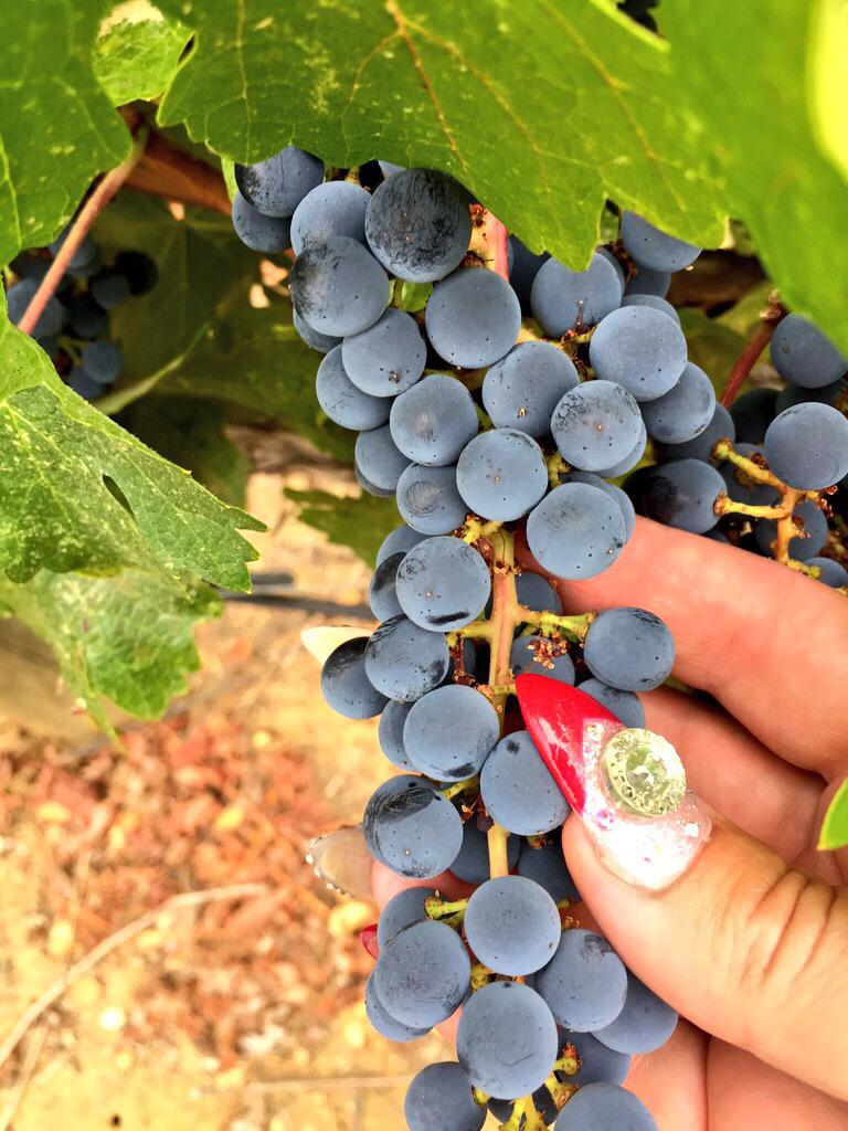 PalateXposure's tweet image. 50 Shades of Grey dirt in @drycreekvalley 
Producing awesome fruit! #harvest15 #wine #thirstythursday #winecountry