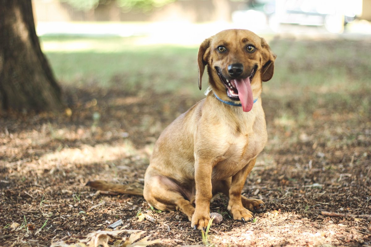 DFWFGF's tweet image. Please consider donating to our puppies northtexasgivingday.org/npo/dfw-furgot… #NTXGivingDay #IAMUP #adoptdontshop