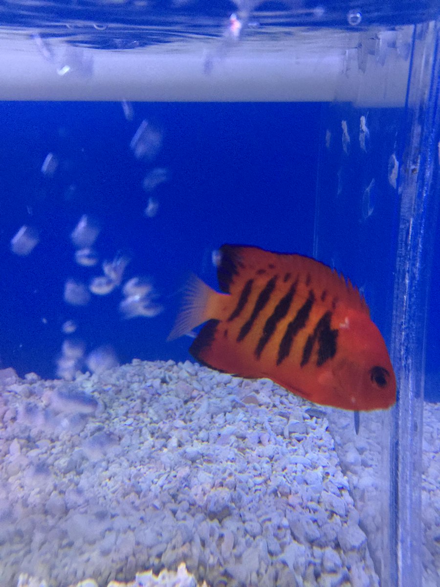 1fish2fishdavie's tweet photo. COME CHECK OUT OUR NEW FISH!!! http://t.co/JmMaE7Ekp9