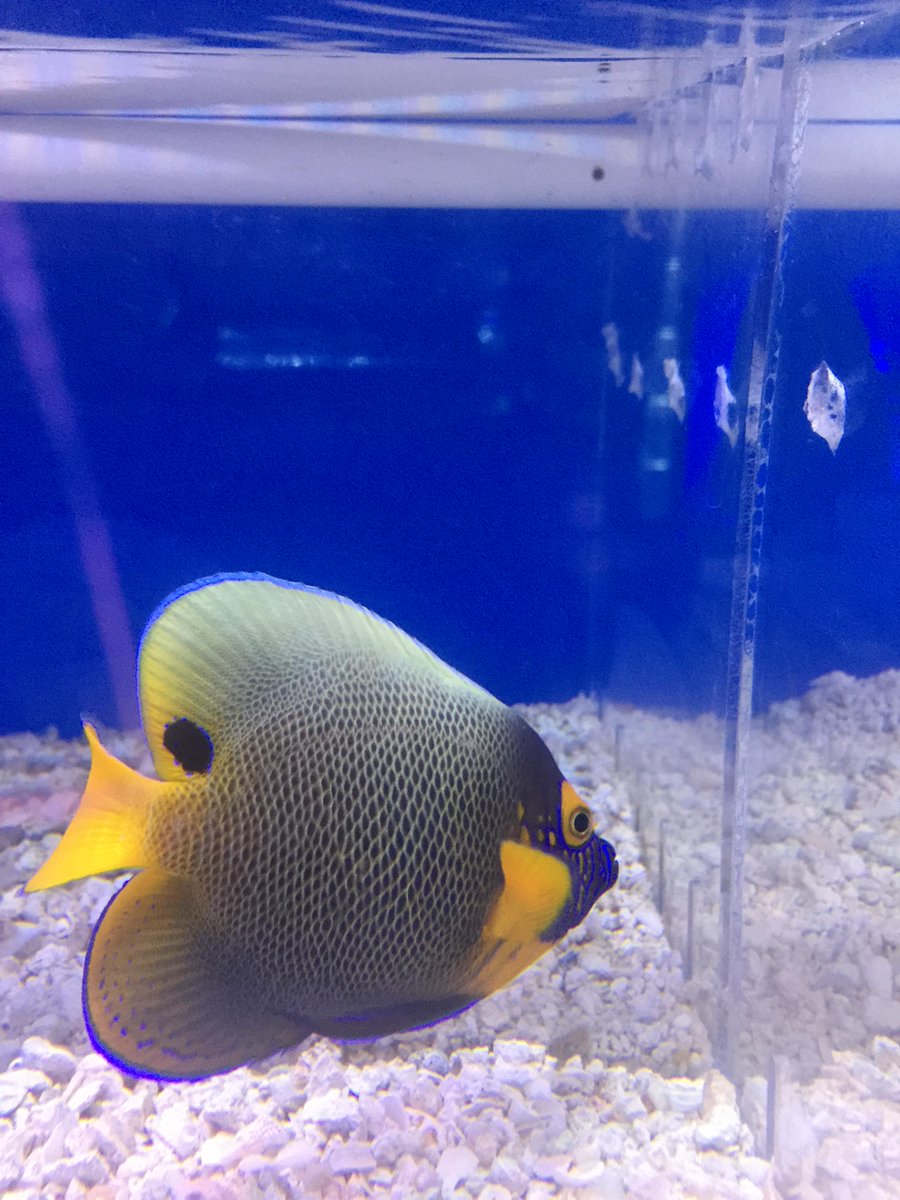 1fish2fishdavie's tweet photo. http://t.co/pGcnF3KOm0