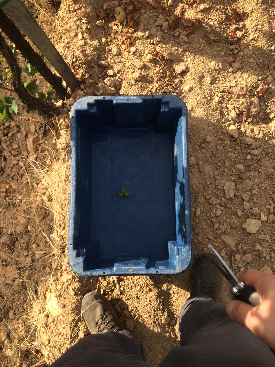 Harvested 2.8 tons of grapes in 3 days. Looks like 2000 btls of awesome dry Tokaj. <a href="/BSEwines/">BSE Wines</a> <a href="/donalde/">donaldé</a> <a href="/TokajTinon/">Samuel Tinon Tokaj</a>