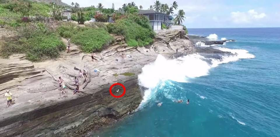 Newelly_Blog's tweet image. Ce pourrait bien être le jour de chance de ce petit chien emporté par une vague gigantesque buff.ly/1W472js