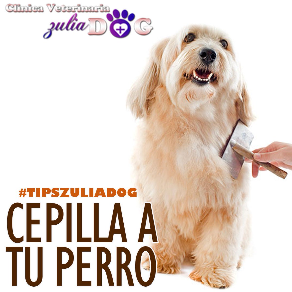 ZuliaDog's tweet image. Cepillar frecuentemente a tu perro ayuda a mantener su pelo limpio y libre de parásitos
#Tips #Mascotas #Maracaibo