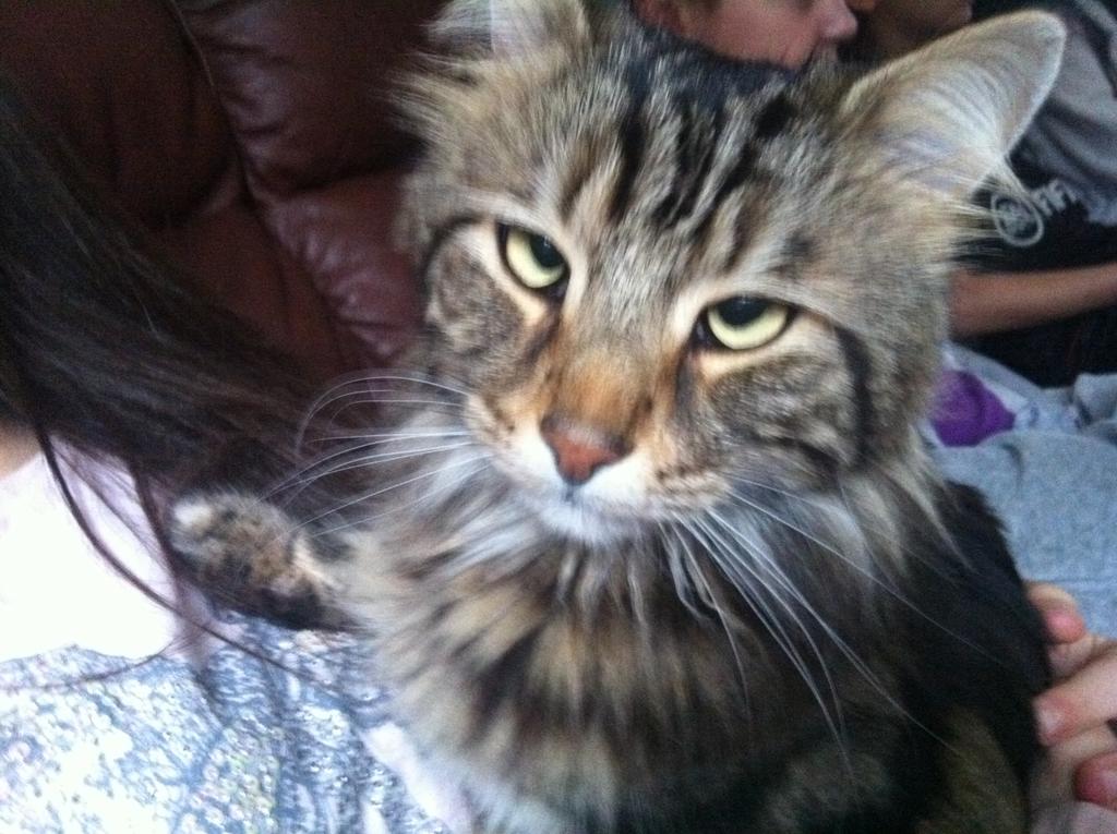 mr_moggy_moo's tweet photo. Really human? Another picture! I'm trying to have a cuddle here... http://t.co/HdiMnBPQid