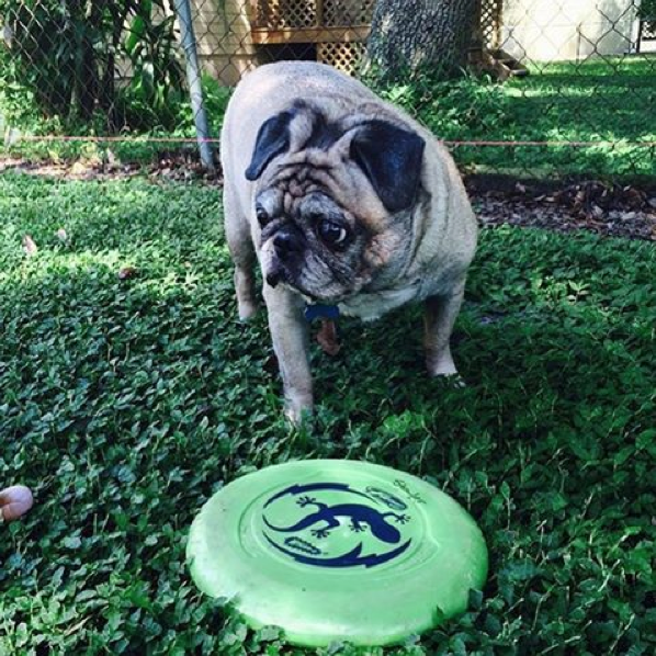 Looks like "Frankster" is getting ready to shred apart one of our Frisbees!  (repost: @frankie_strader) #dogs