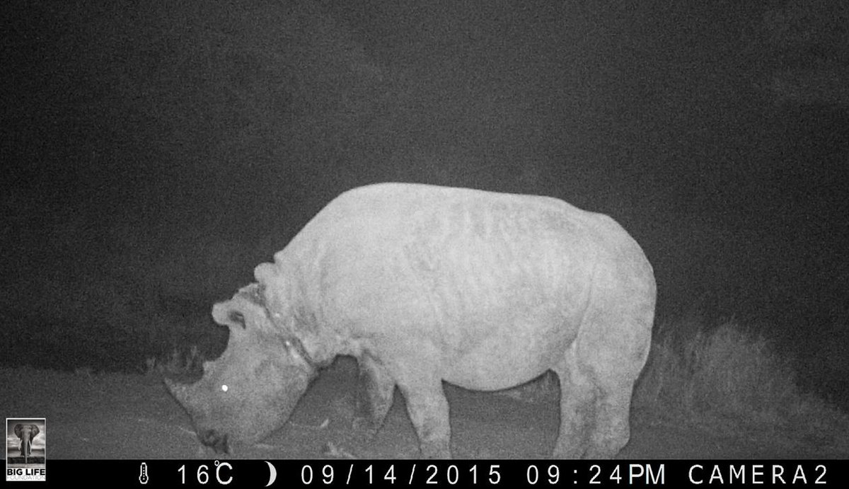biglifeafrica's tweet photo. BREAKING: #BigLife & @kwskenya rangers searching for snared #rhino https://t.co/LYF17vAHSJ #FindBahati @paulakahumbu http://t.co/gvwqHTIPwY