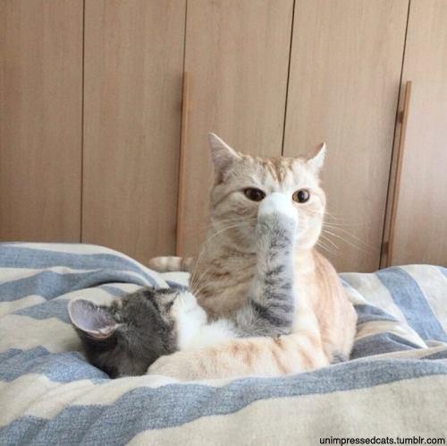 KitNipBox's tweet photo. "I told you, if you wake me up from my cat nap, you're getting a nose bop!"
#Bop #Fursiblingproblems #KitNipBox http://t.co/OiZwfxysjn