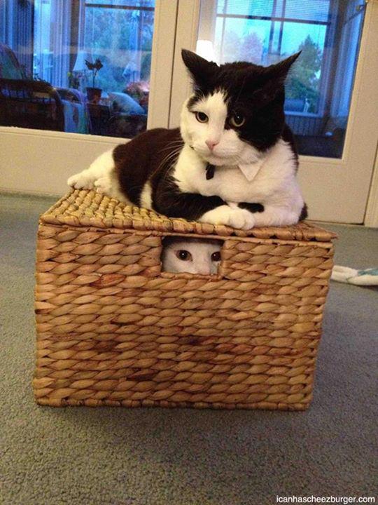 KitNipBox's tweet photo. Kitty, are you SURE you haven't seen your little brother?? #Fursiblingproblems #MOL #Ilovemycats #KitNipBox http://t.co/GAeh8khaRF