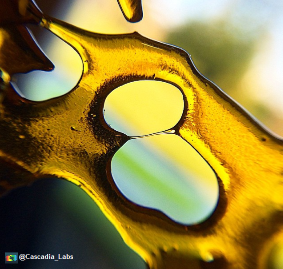 ElevatedRental's tweet photo. cascadia__labs Bringing some beautiful shatter today! #Dabs #DailyDabs #Dabalot #DenverDabs #Shatter #BHO http://t.co/B53kmtUiaw