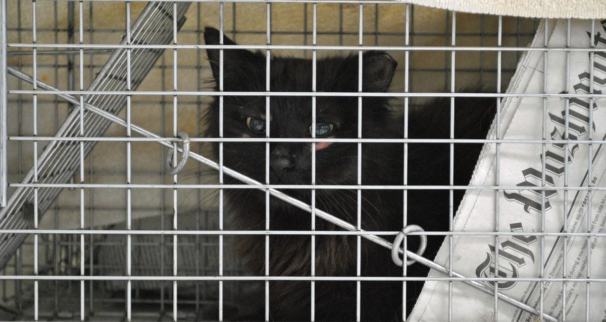 saveacatorg's tweet photo. SIGN our petition to save #communitycats &amp; #TNR in #DC! http://t.co/twDALJS4XD #TNRSavesLives #StopTheKilling http://t.co/QqfF1PV4OT