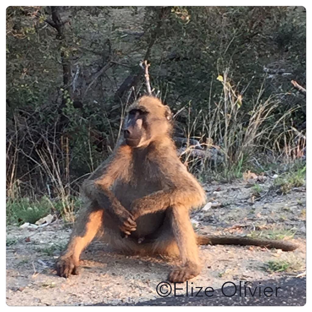 Elize0801's tweet photo. Do u see Friday yet? Love watching the Baboons and take pics of then #wildography #baboon #knp #howtostartaday http://t.co/oQ8WWn8LLL