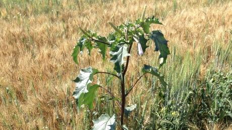 AgriTrend's tweet image. ALERT issued for invasive #Jimsonweed spotted in northern Alberta bit.ly/1LjSAR4 by @cbcnews #HellsBells