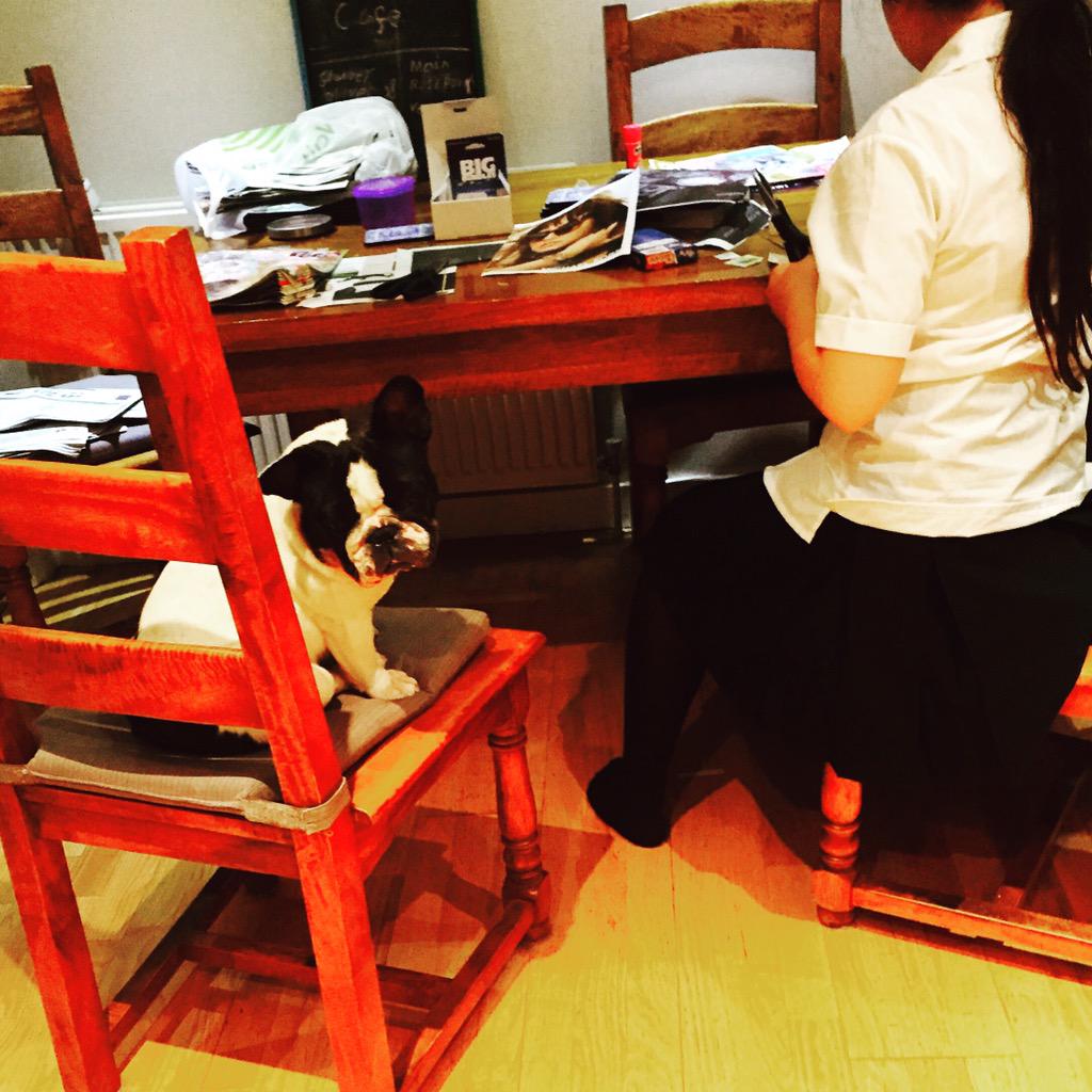 Mrs_V_'s tweet image. "Helping" with homework #frenchbulldog #frenchie #LoveHer