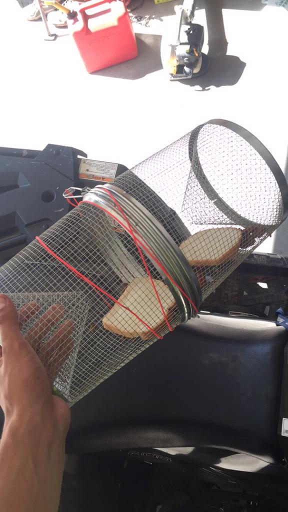 Hooked_fishin's tweet photo. Setting the trap to get some creek chubs for this evening! Hopefully we get into some nice ones #minnows #minnowtrap http://t.co/u6wkLgCJ9a