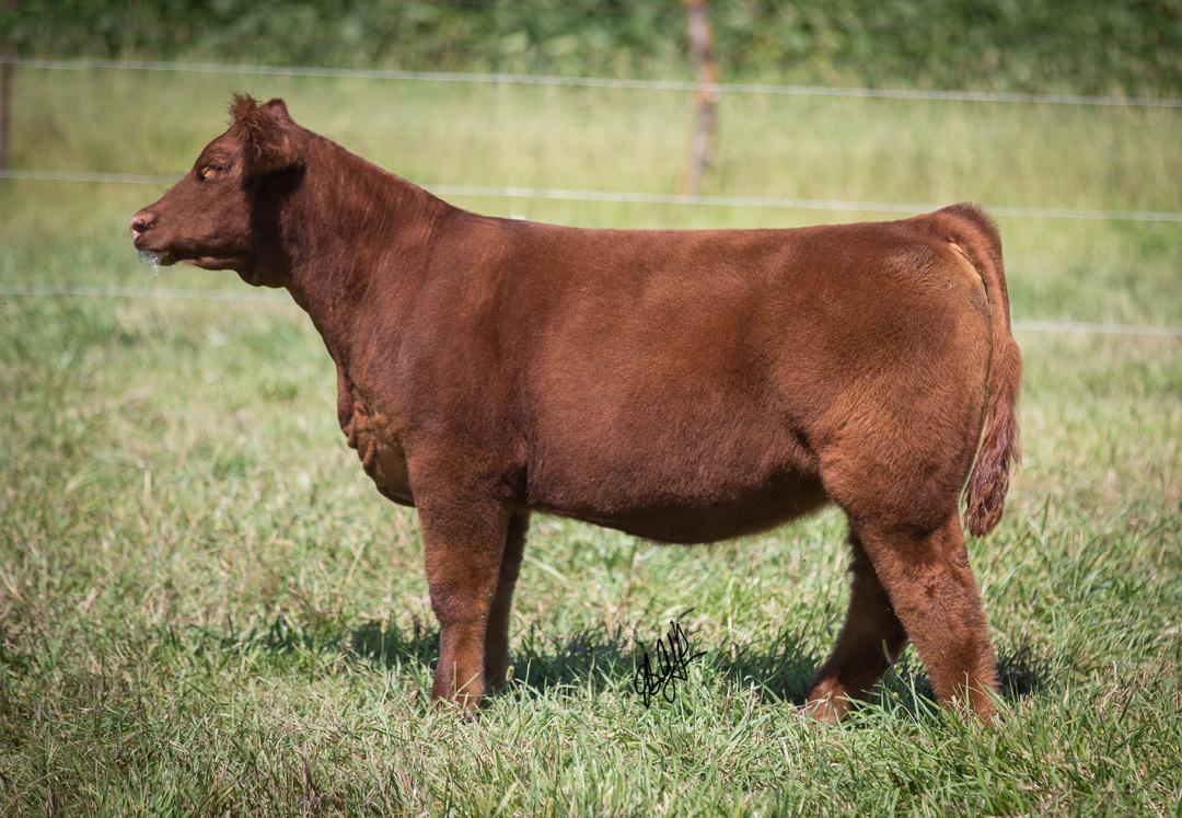 roebercattle's tweet photo. Italian Stallion heifer sell Sept 20 on Roeber Show Cattle.  Pics and videos on CW http://t.co/cNmaVffilu