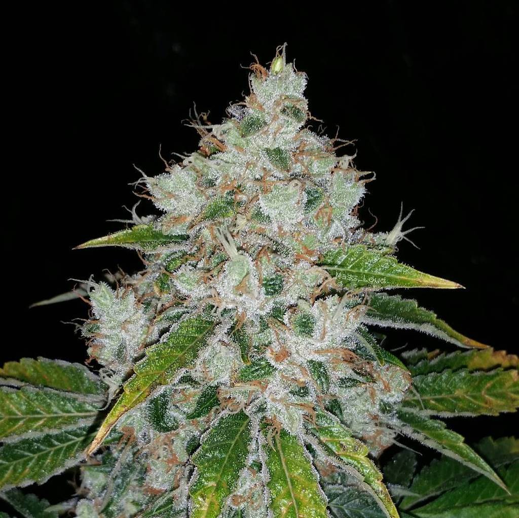 LeafofLifeTribe's tweet photo. #NyStonerClub #ShoutOut to mass_loud ➡ http://t.co/XOzS4zyjbn #thewhitexecsd almost ready to come down! #massloud… http://t.co/qbXpwaE2pv