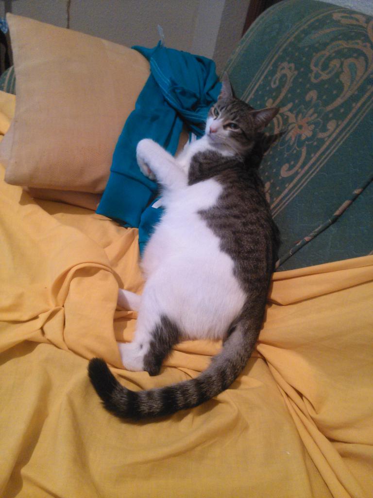 paulade10_'s tweet photo. El marques de la casa coge sitio en el sofá!!! #quebienvive http://t.co/iLgxzwXDG1
