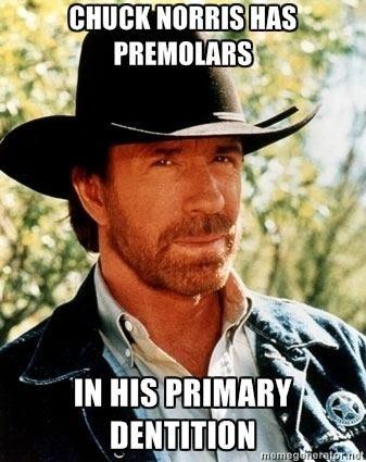 HowardFarran's tweet image. Chuck Norris has premolars in his primary dentition.
