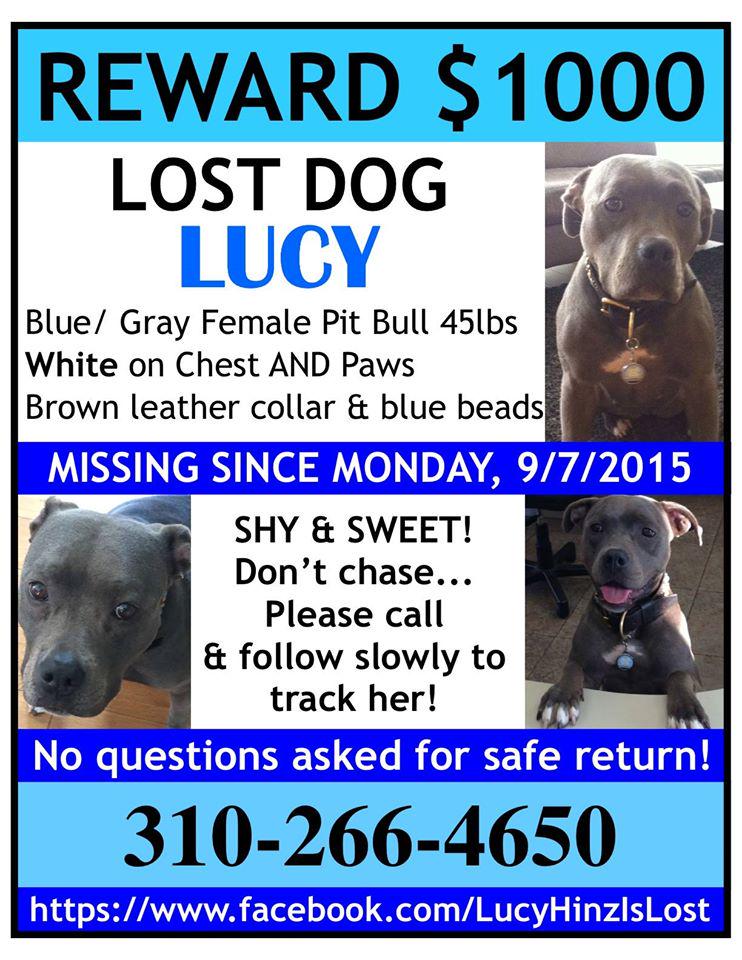 FriendsofNCSLA's tweet image. #Lostdog alert! Last seen in Venice/Mar Vista, CA. Very special &amp;amp; greeter at a vet clinic. on.fb.me/1QkW1WY