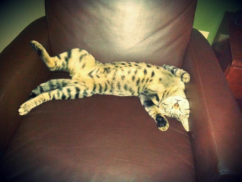 The_SheenaMarie's tweet photo. #Shlept 😸😻 http://t.co/n5imeT3uTW http://t.co/g7n5WfdnZJ